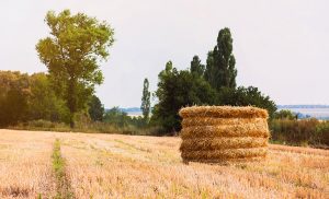 Amount of Freak Bread or Other Fruits – Proteinc.